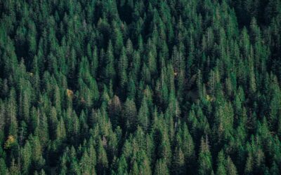 Demostrando compromiso ambiental: Tasaciones certificadas con Rebiore