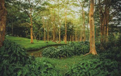 Invertir en el futuro: el enfoque regenerativo de NEOM y la tasación ecológica