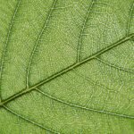 Certificaciones verdes: el factor clave para fortalecer alianzas internacionales