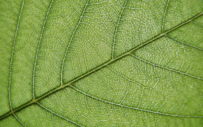 Certificaciones verdes: el factor clave para fortalecer alianzas internacionales